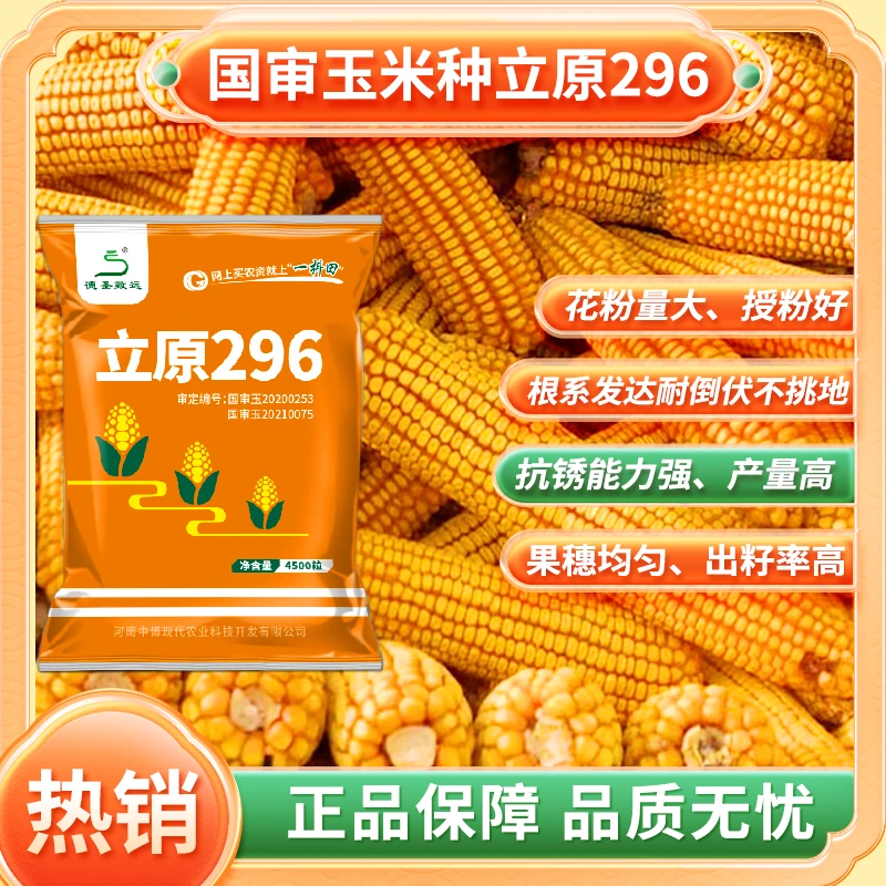 双国审高产早熟优质玉米种立原296出籽率高耐锈抗倒伏高产量品种
