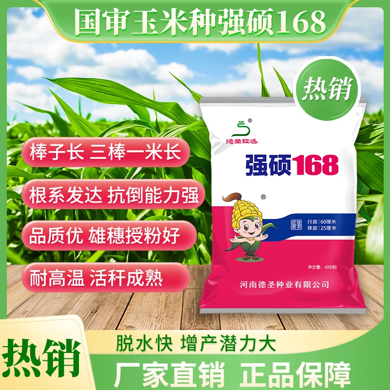 强硕168北方版高产玉米种子4200粒 大棒子三棒一米长抗病德圣致远