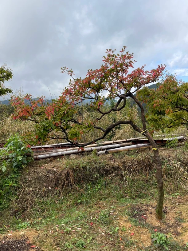 大别山先花后叶全冠映山红直播海岛罗汉松老桩映山红老桩