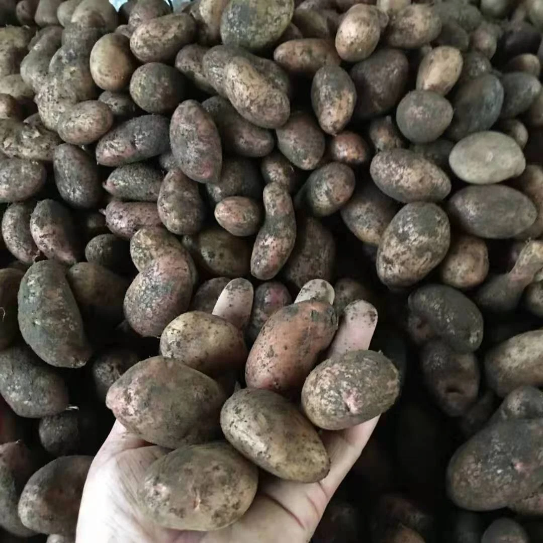 云南当季新鲜蔬菜农家自种小土豆迷你土豆老品种土豆粉糯1斤包邮