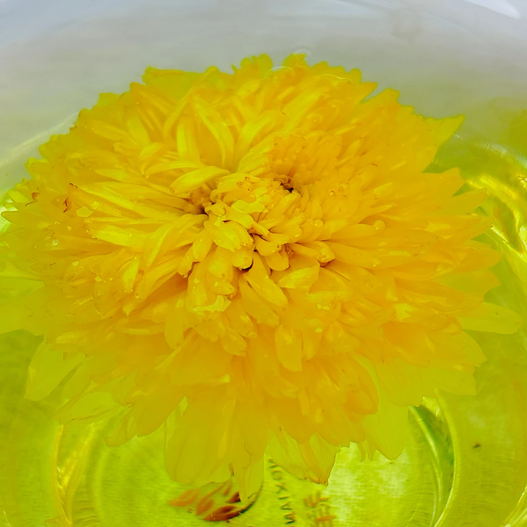 有机婺源皇菊气味芳香100度沸水泡开还原鲜花盛开效果独立包装