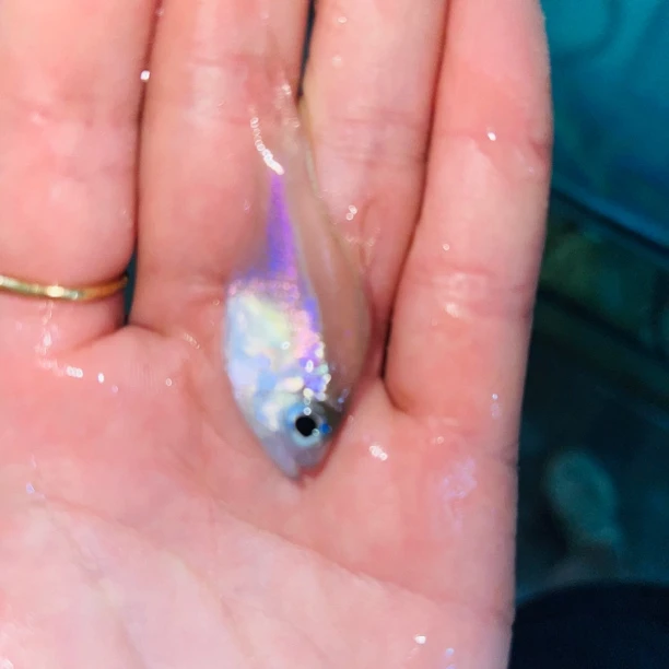 玻璃玫瑰海水鱼（直播间专拍勿私拍）