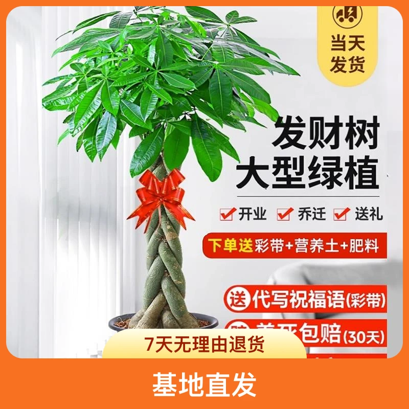 大型发财树盆栽植物网红基地精选开业送礼新房送货上门居家四季