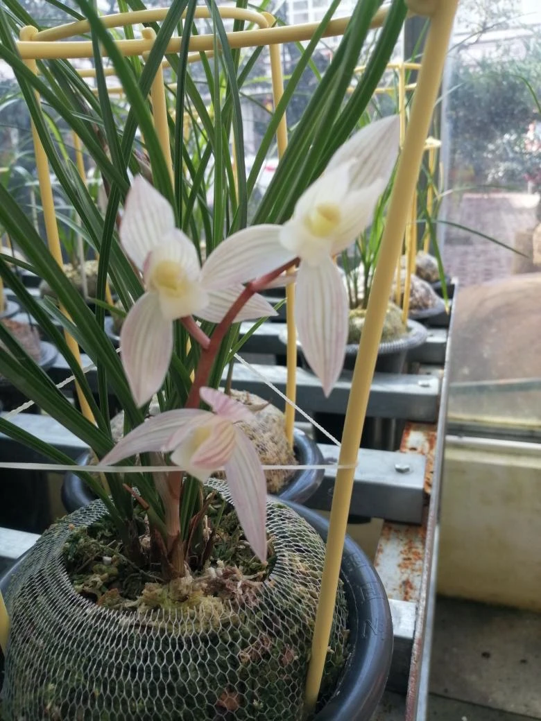 兰花，兰花一物一拍