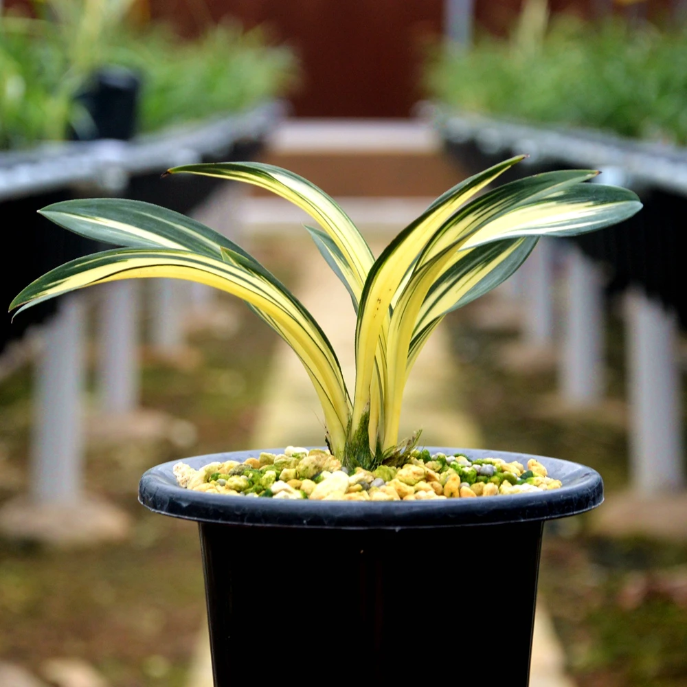 兰颜知己花卉春兰名品春剑蕙兰艺草寒兰兰花绿植盆栽