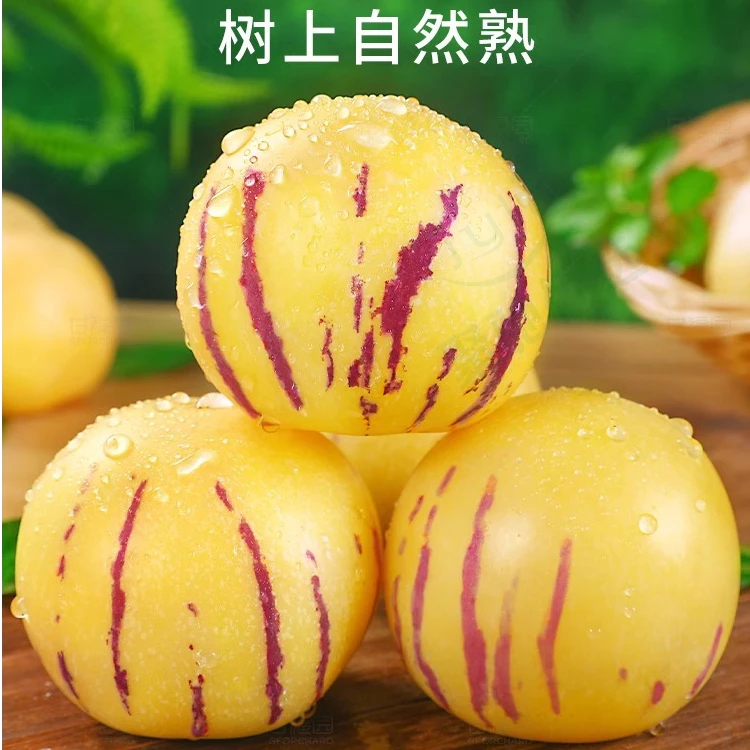 云南石林人参果【树熟果、产地直发】现摘 新鲜多汁皮薄爆汁 坏包赔