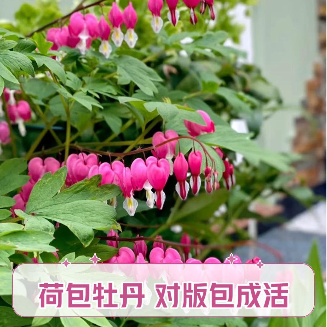 荷包牡丹花正宗菏泽牡丹花苗盆栽庭院植物室内阳台绿植耐寒花期长