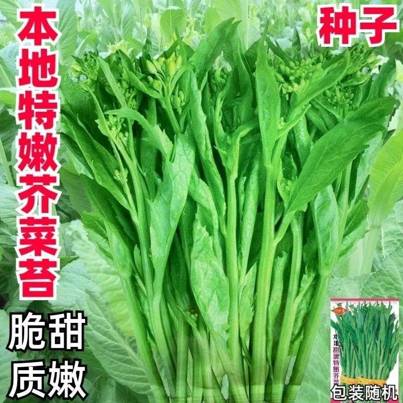 甜芥菜苔种子芥菜种子本地特嫩芥菜心冲菜辣菜早熟四季蔬菜种孑