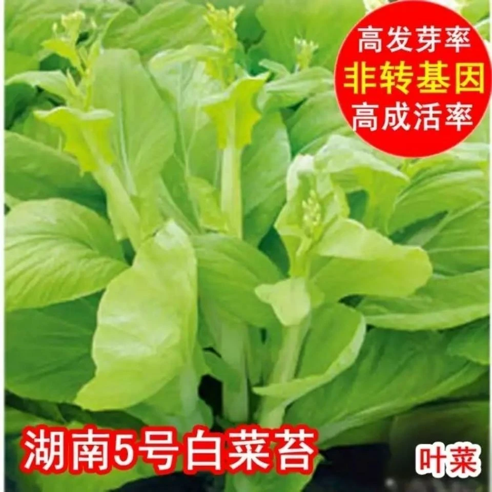 早熟白菜苔种籽白菜心种子香甜早白菜苔一年四季阳台庭院蔬菜菜种