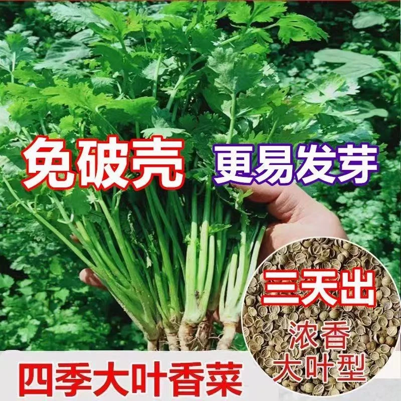 【免破壳】耐寒四季速生香菜种子三天出大叶芫荽香菜农家阳台盆栽