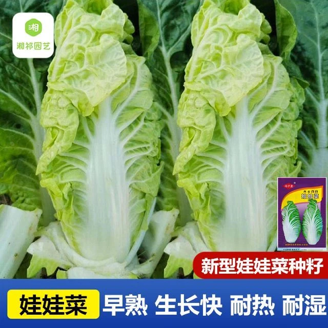 新型娃娃菜小白菜种子种孑娃娃菜种籽快菜早熟春夏秋冬季四季菜籽