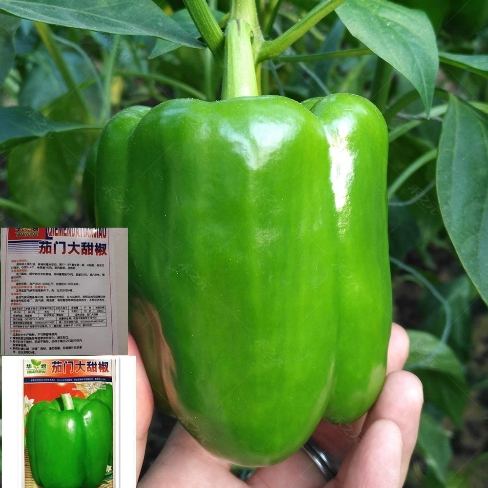 青椒种子辣椒苗甜椒种籽灯笼方椒红菜菜椒蔬菜孑秧苗南方高产籽种