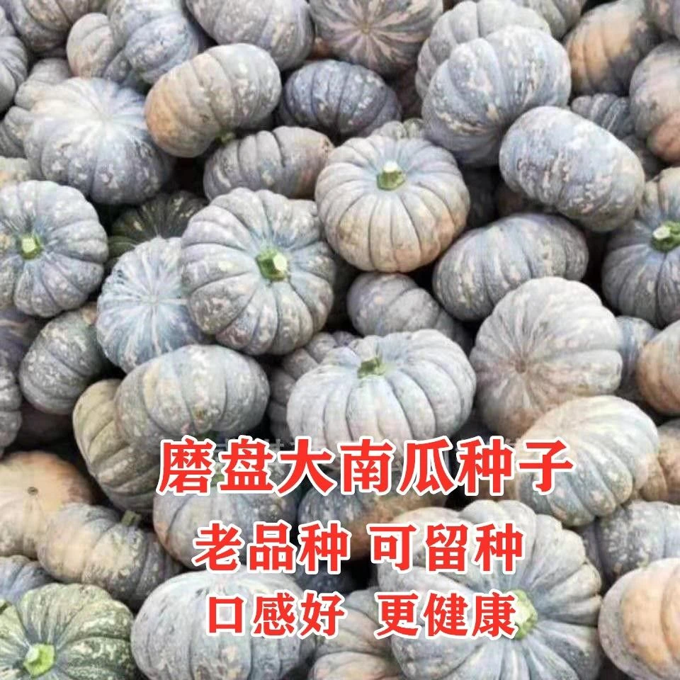 磨盘南瓜种子 农家高产蜜本南瓜籽可留种老式盆栽春蔬菜新鲜种孑