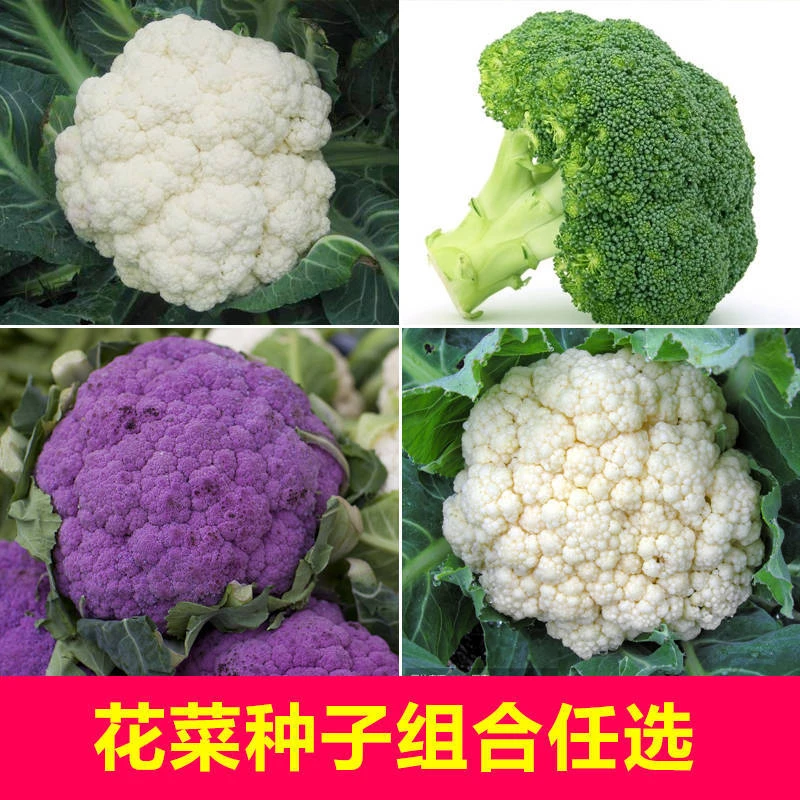 花椰菜松花菜西兰花西蓝花紫花菜种籽绿花菜四季蔬菜种子阳台庭院