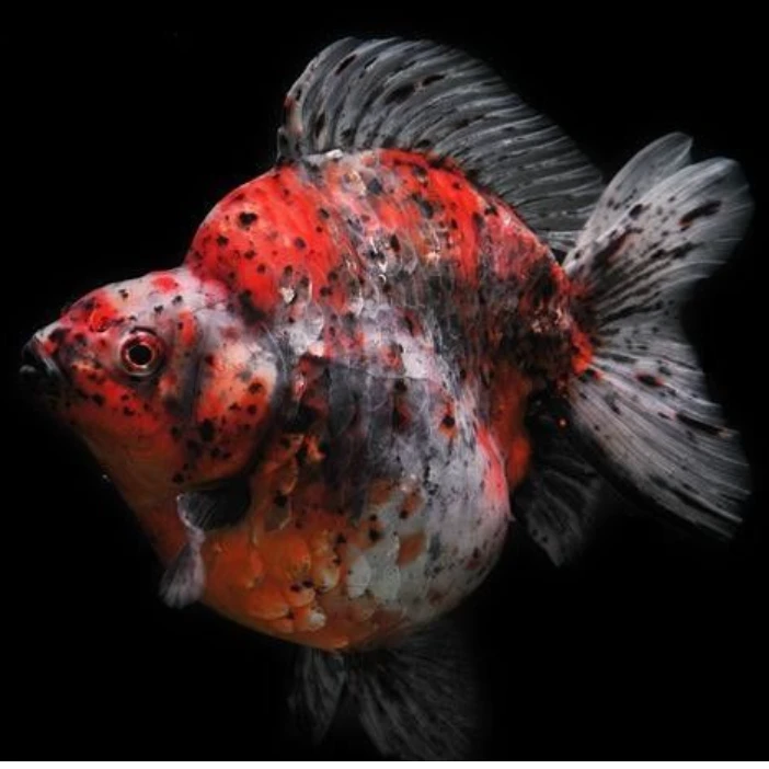 兰寿泰狮鱼冷水鱼直播专用链接