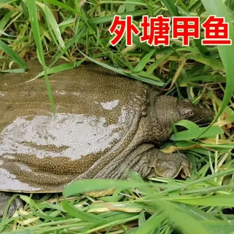 鲜活三只生态青花老甲鱼养殖老鳖水鱼王八到手三只 冷链包活到家