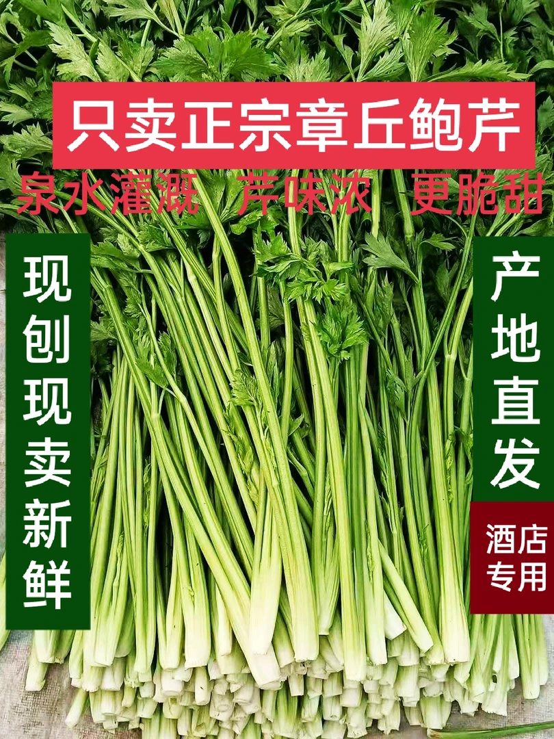 鲍芹酒店正宗章丘鲍家鲍芹芽5斤产地直销翠绿无丝无渣蔬榨汁鲜甜