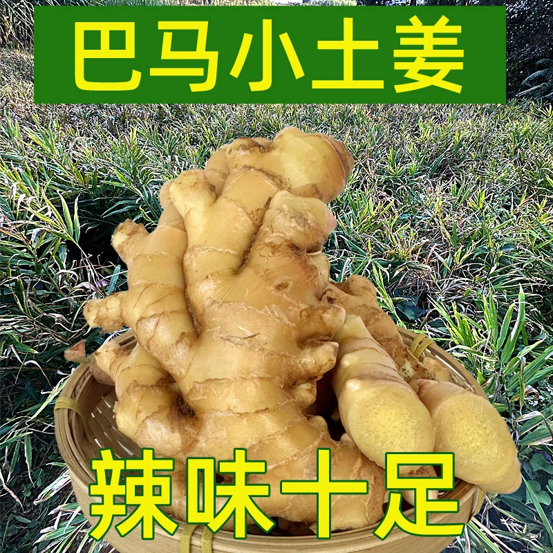 广西巴马新小土姜生姜老姜新鲜现挖土姜鲜姜嫩姜 非小黄姜3/5斤