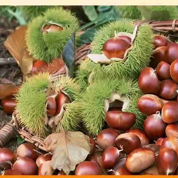 神农架野生小板栗