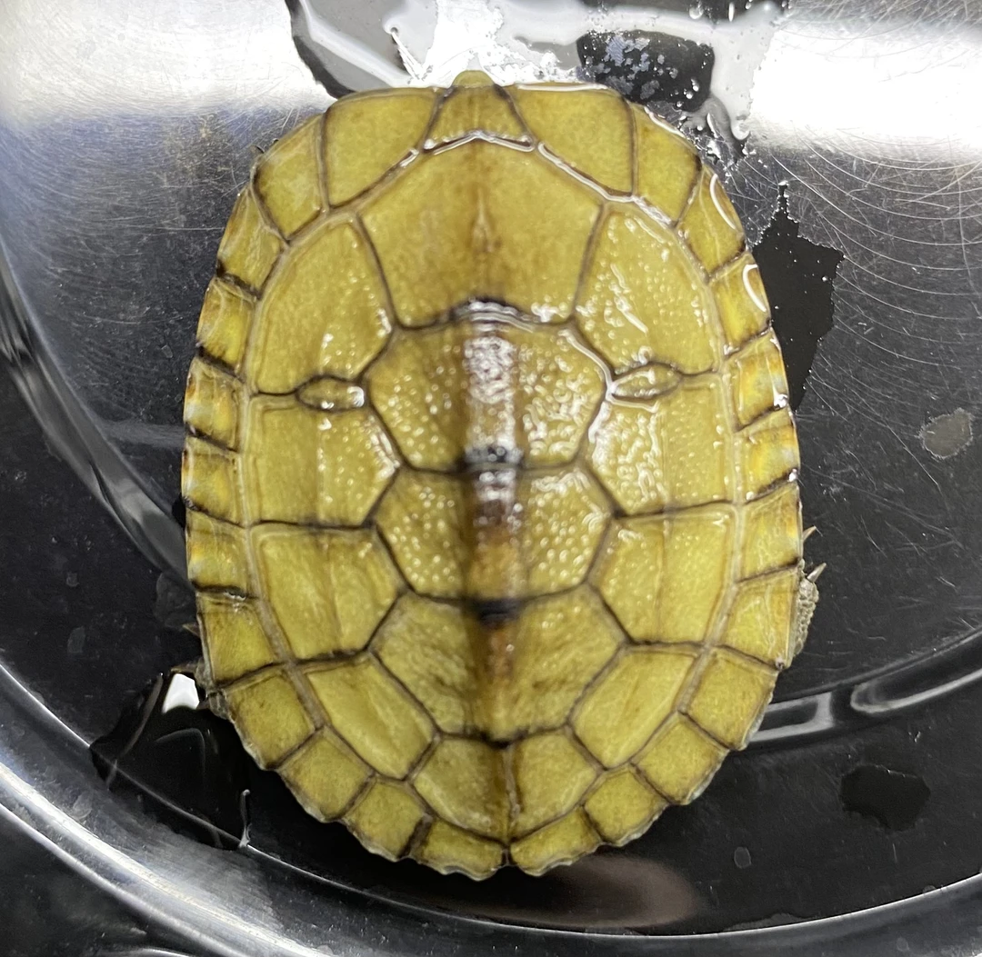 (直播间挑选)活体小青观赏龟