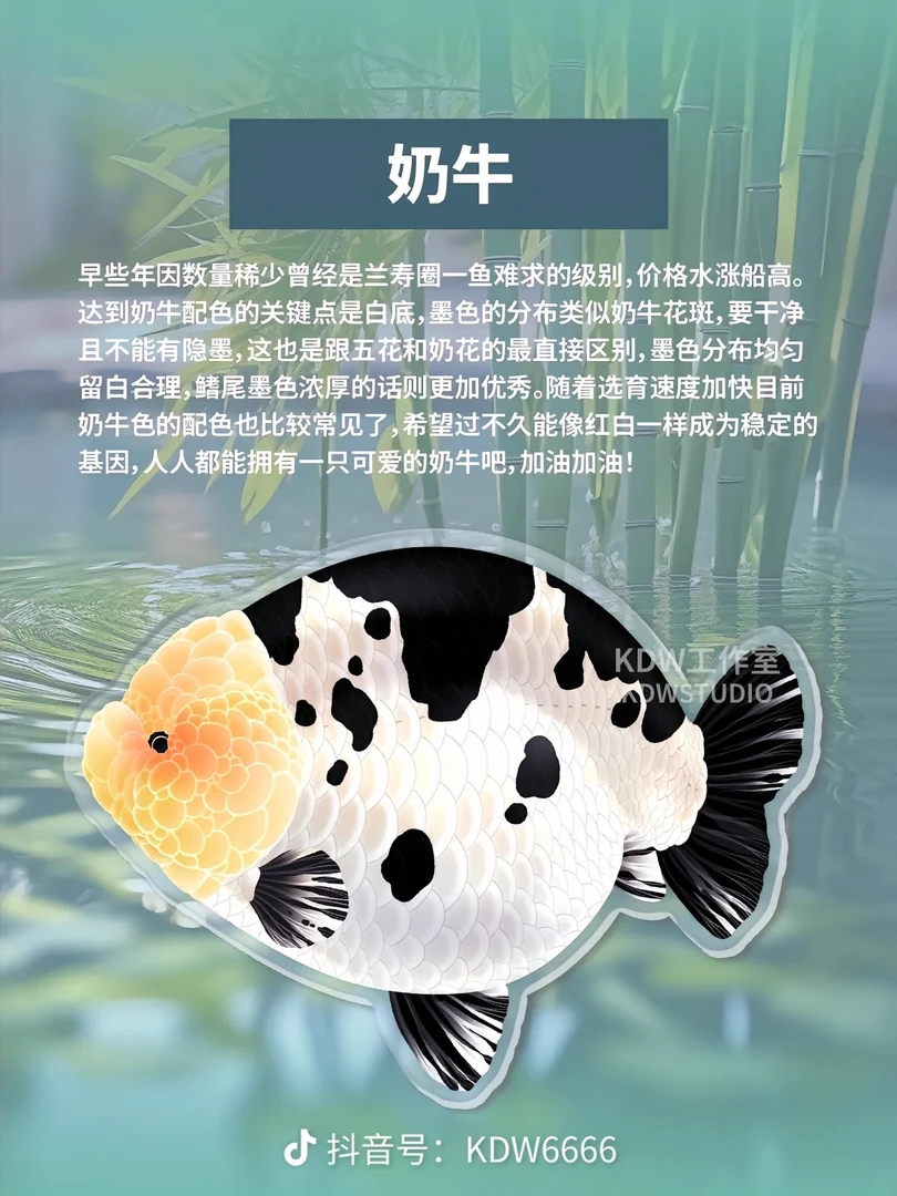 中高端精品兰寿 兰寿金鱼观赏鱼 运费自理  到货凭借开箱视频售后