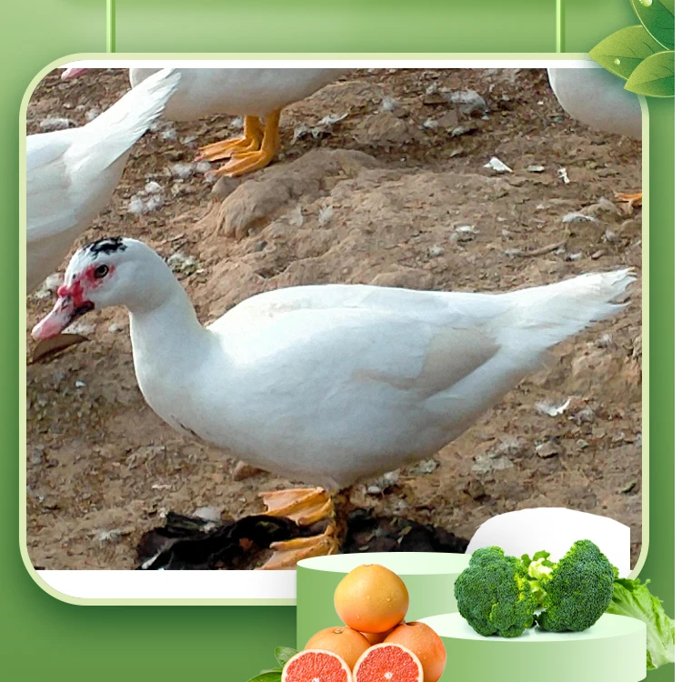 闽南红脸正番鸭老菜鸭公鸭精选本地鸭溪水环山喝山泉水吃水草