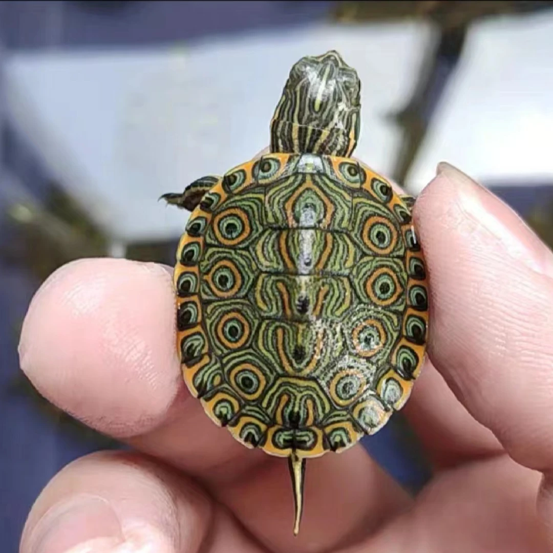 大河甜甜圈孔雀龟佛州彩龟深水龟淡水冷水观赏宠物吃粪小乌龟活物