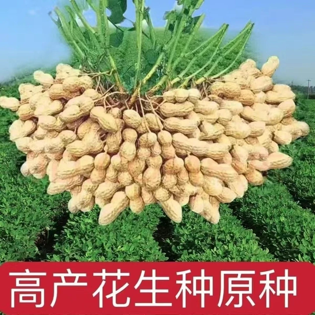 农科院薄壳大粒超高产高油花生种花育9106号矮杆早熟抗病抗旱新种