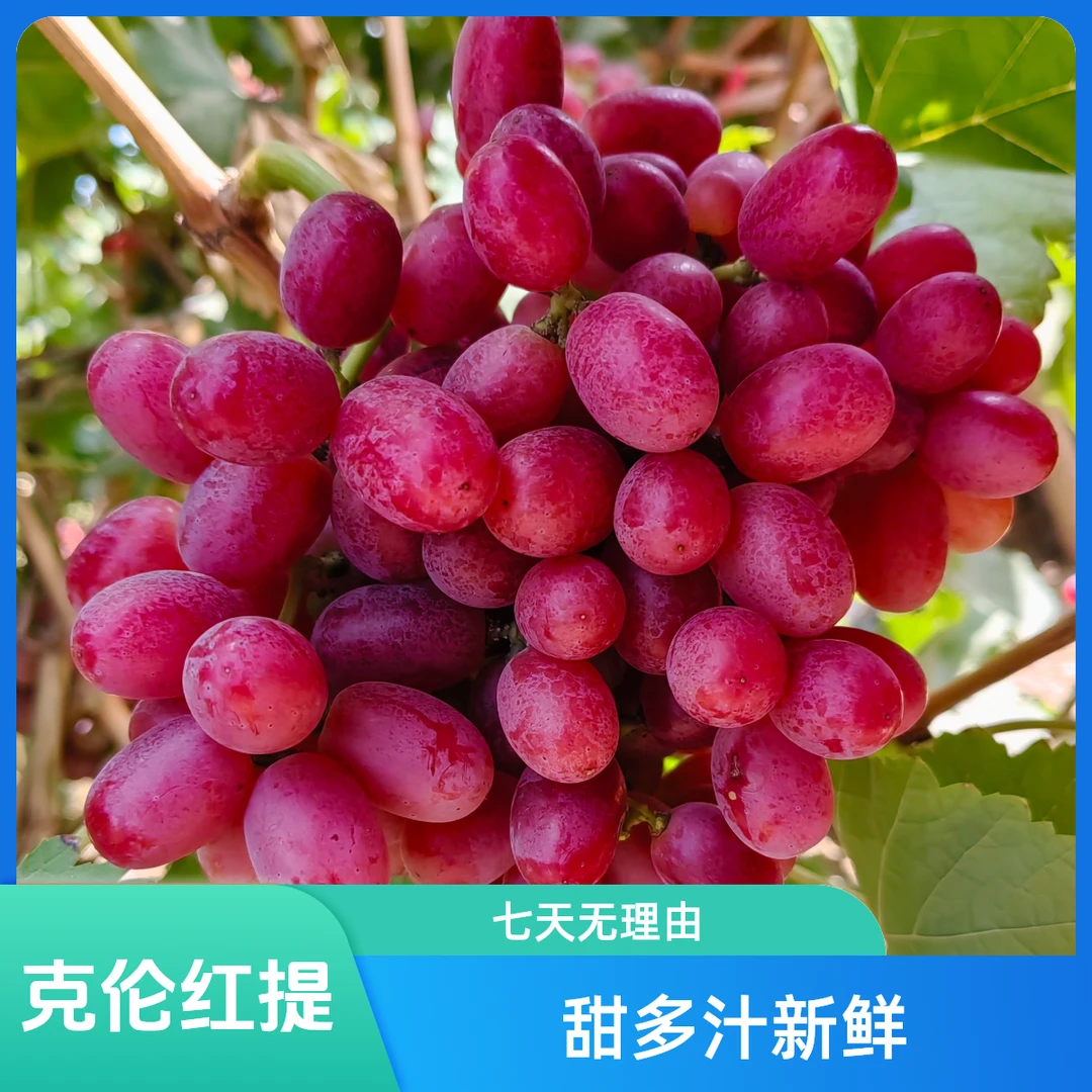 克伦生无籽红提现摘现发新鲜采摘脆甜多汁