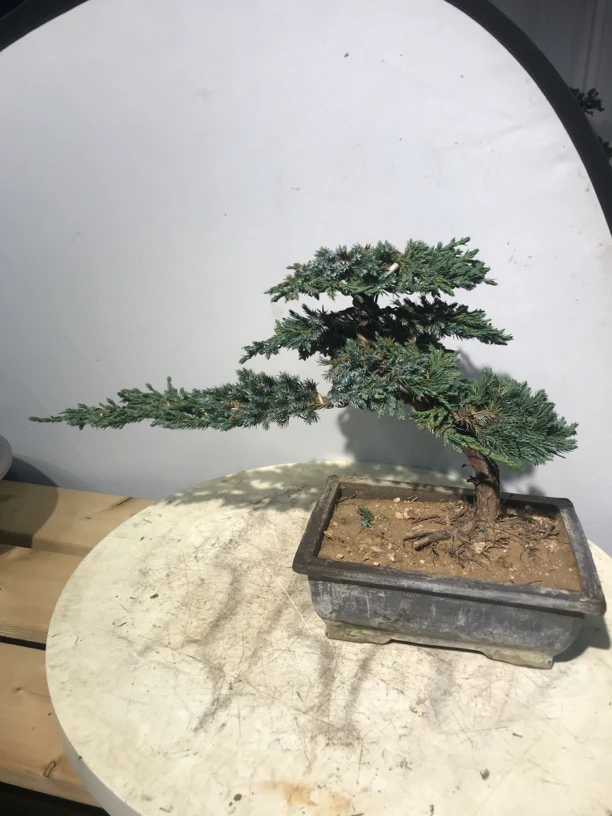 翠兰柏小盆景一物一拍