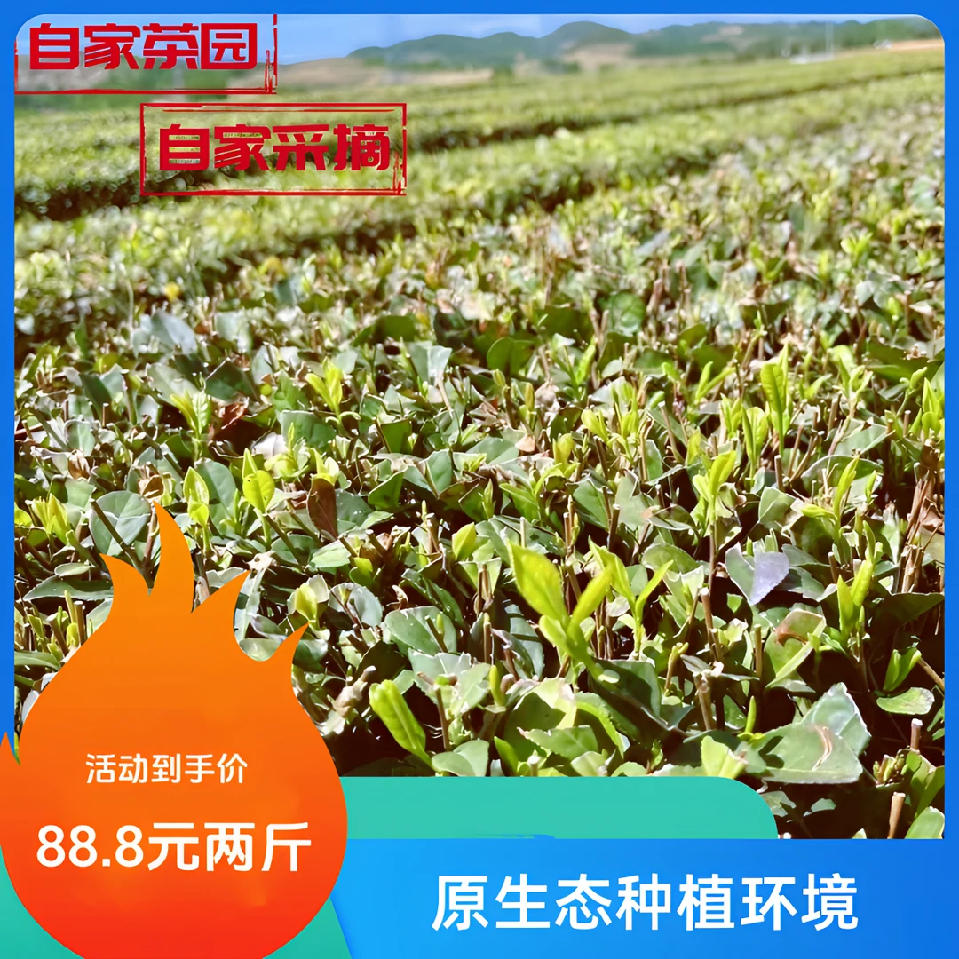 日照绿茶2024新茶露天茶手工采摘口粮茶板栗香耐冲泡沙口茶通货茶