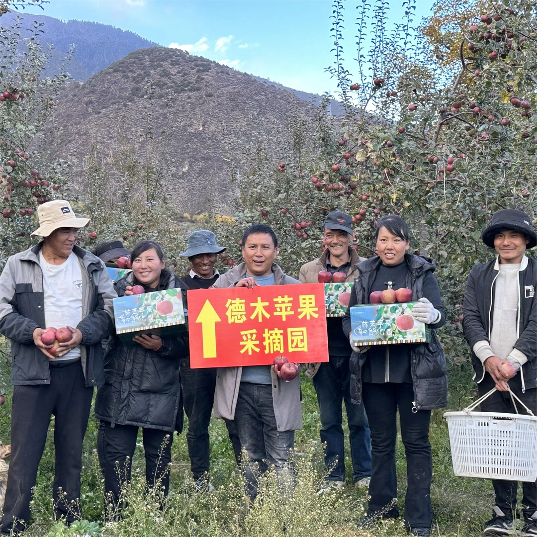 西藏林芝高原野生苹果礼盒装12粒/24粒