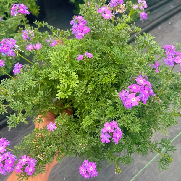 细叶美女樱花花期长，耐热，耐寒多年生