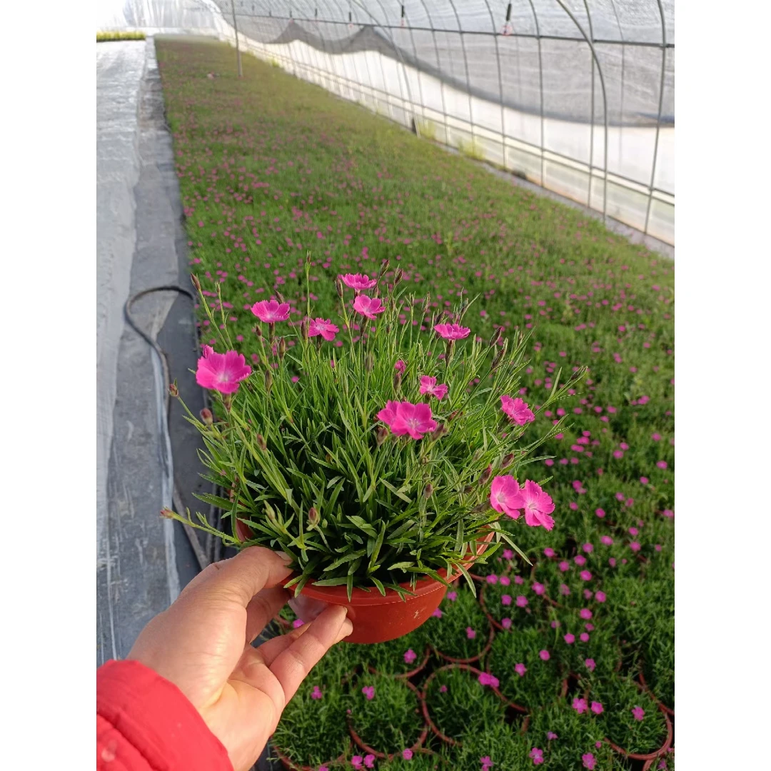 欧石竹花苗石竹花带花苞四季草皮室外草坪易活耐寒植物庭院花期长
