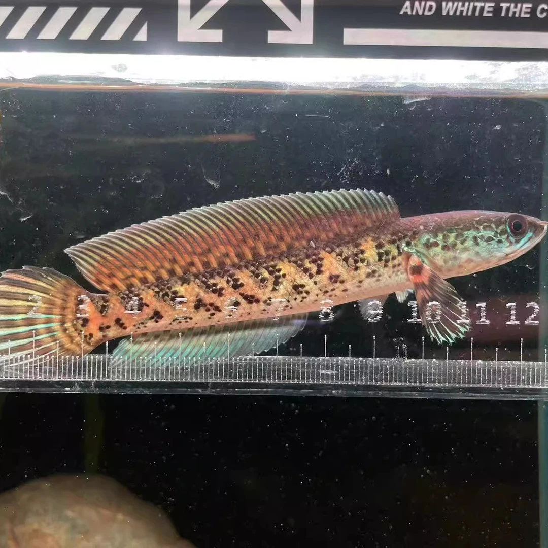 金尘雷龙黄金眼镜蛇雷龙鬼王阿萨姆奶茶血斑一型幻彩红宝石混养