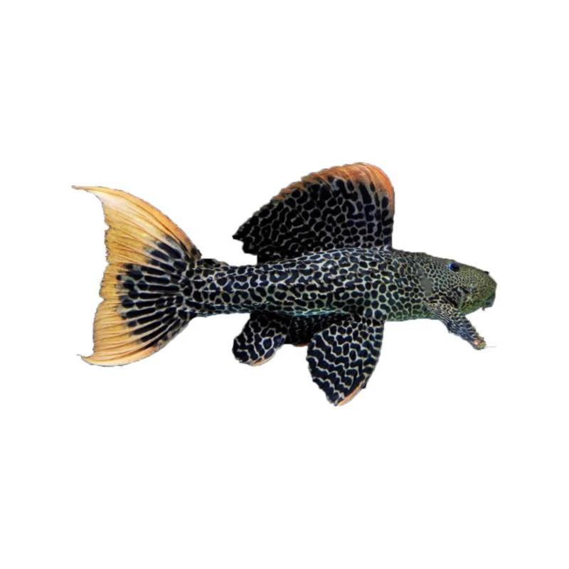 异型鱼黄金达摩鱼熊猫金钻蓝丝绒黑白双星雪球红尾坦克绿皮皇冠豹