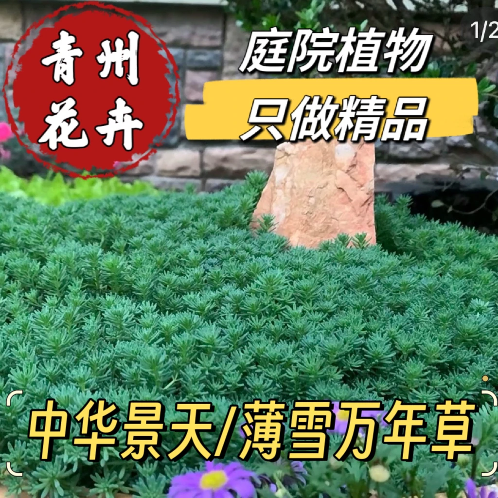 【中华景天】耐寒地被植物四季常青薄雪万年草中华景天耐旱耐晒
