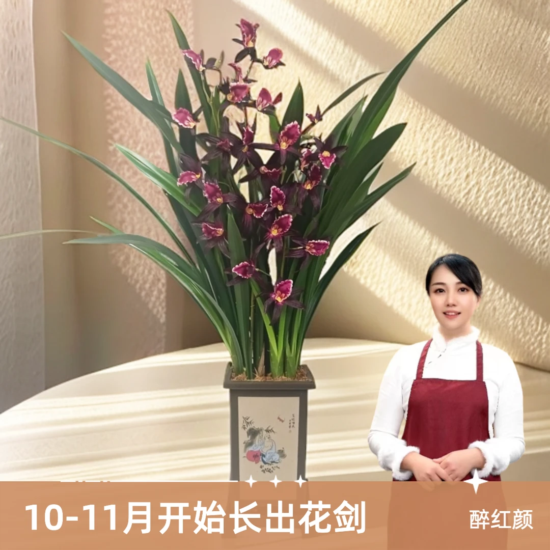 醉红颜兰花墨兰兰场基地直发8-10株苗10月长花剑