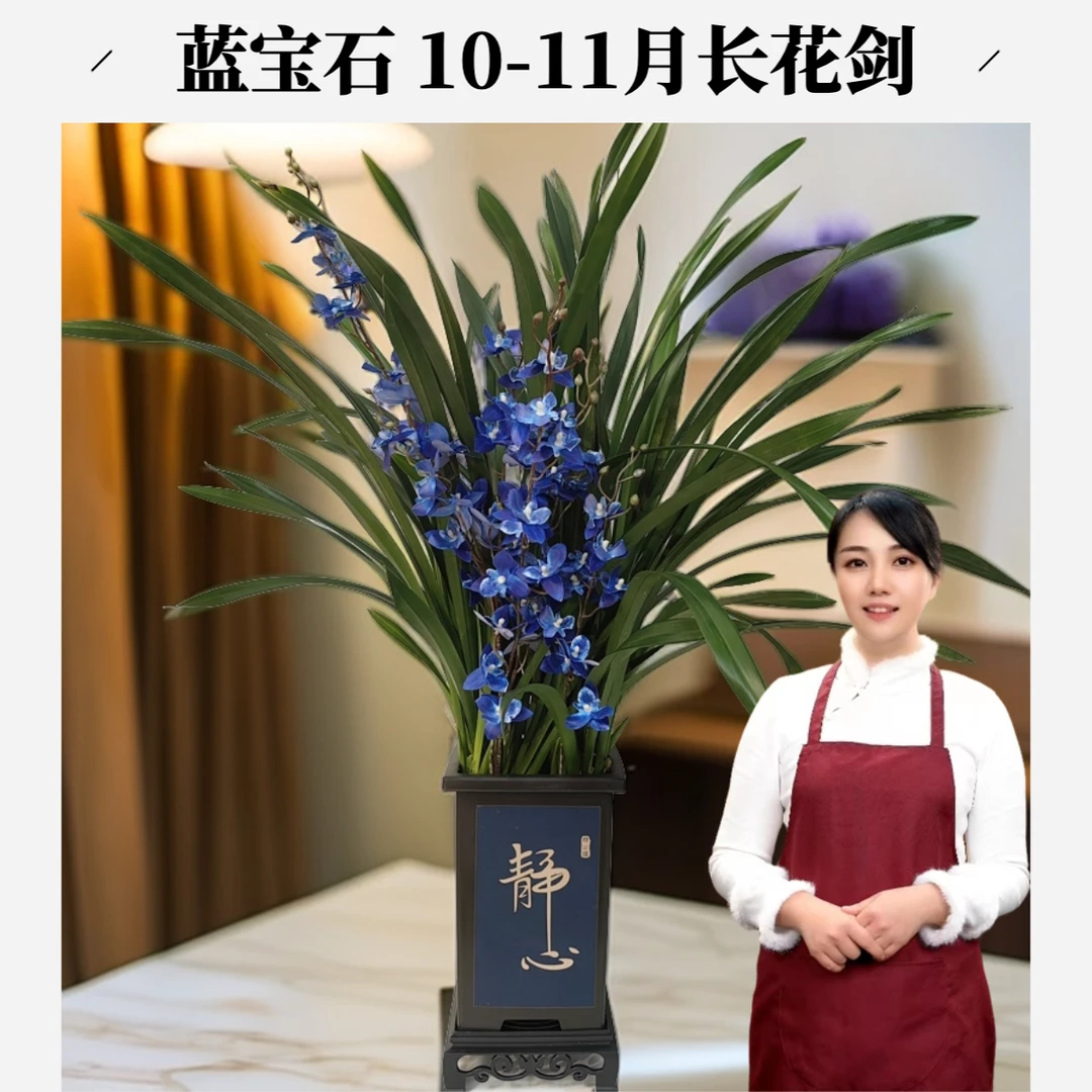 【子铃专属】蓝宝石兰花兰场基地直发8-10苗兰场基地直发10月长花剑