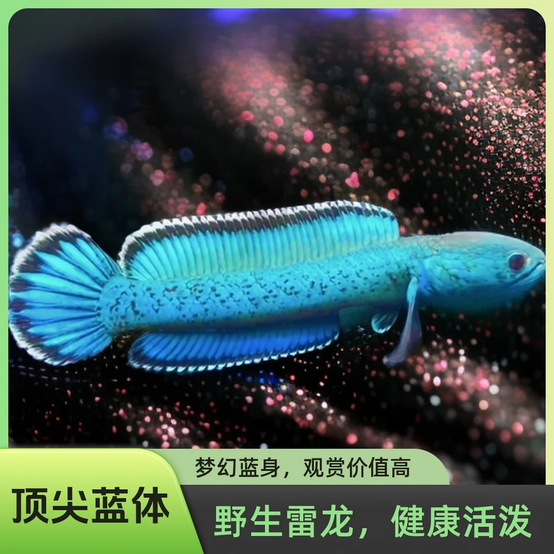 野金尘雷龙鱼印度鱼（中型鱼）超萌好物