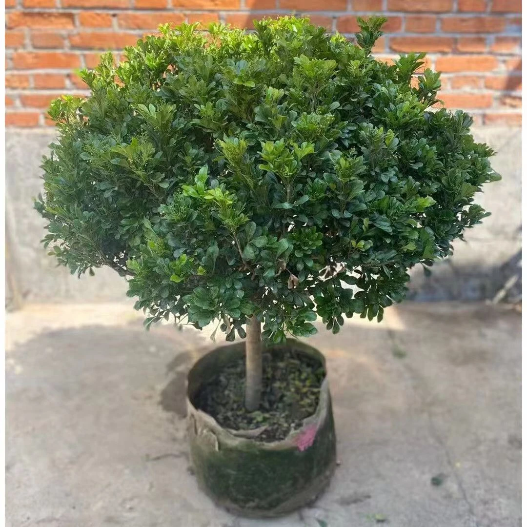 盆景米兰直播间选货