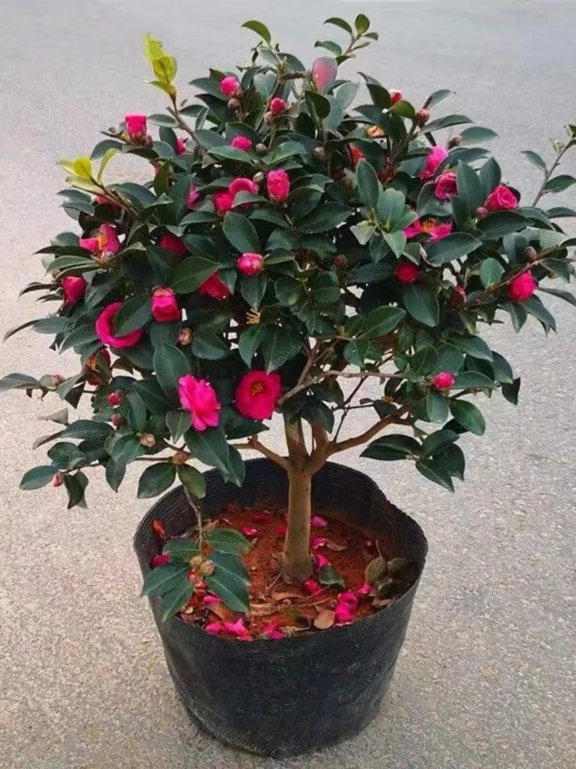 茶梅树苗茶梅花苗庭院阳台室内外 耐寒花卉 茶梅盆栽老桩茶梅盆景
