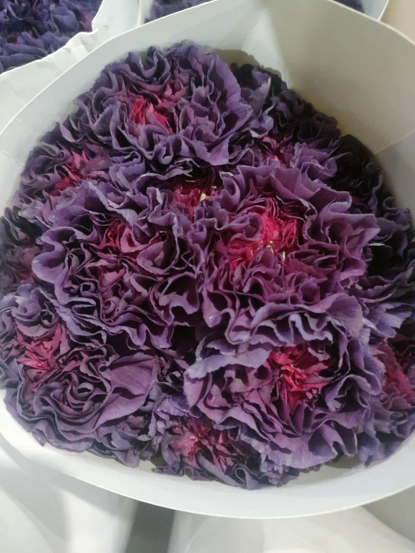 单头康乃馨～野马