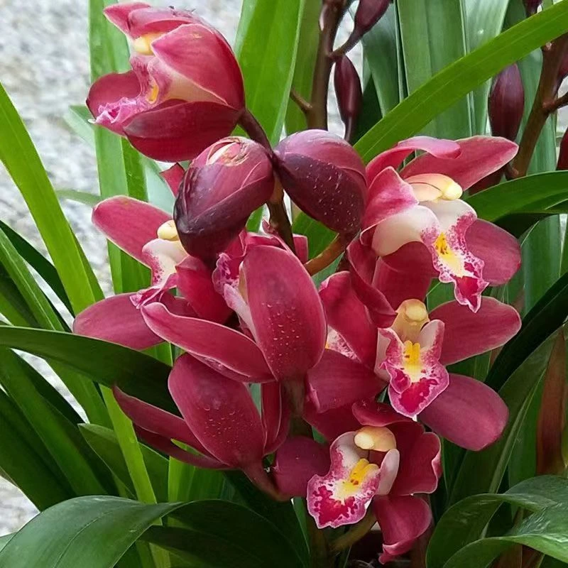 大花蕙兰【红.宝.石】3花带花苞室内盆栽花卉易养活净化空气