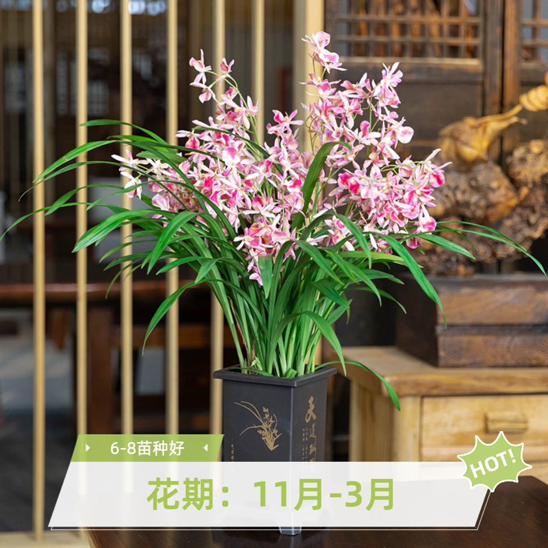 建兰粉宫仙子浓香6-8苗种好不带花剑兰场基地直发