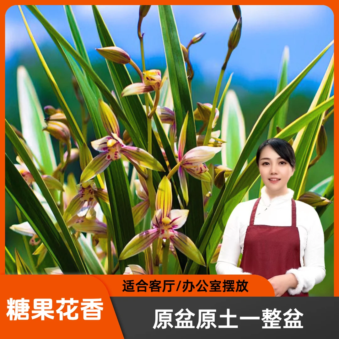 建兰黄金彩虹带花剑兰场基地发货原盆原土带盆带底座