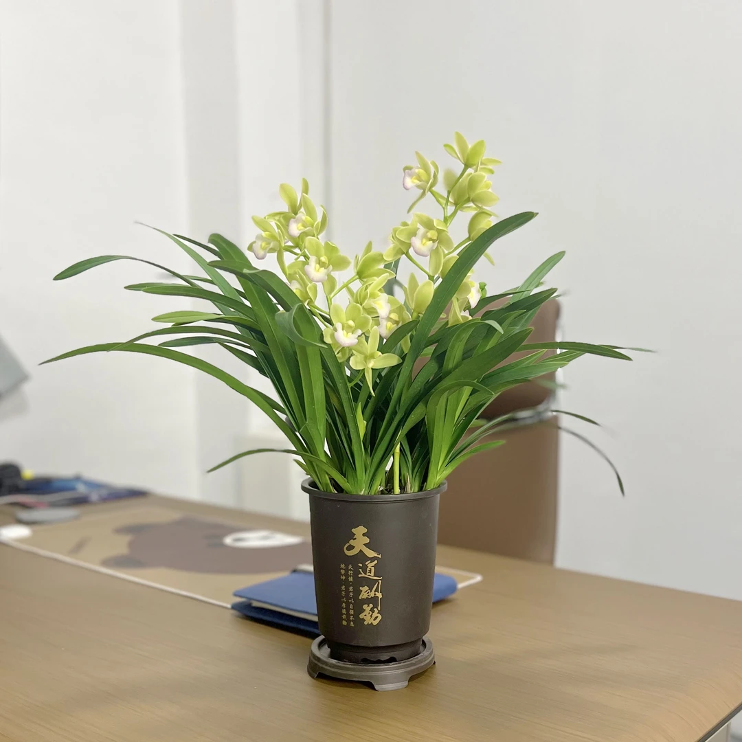 【2支花剑】正宗香兰迎春花 香飘满屋带国风盆发货