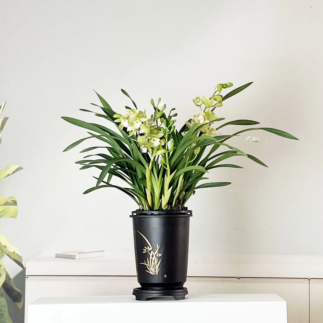 香兰带4-5支花剑大花惠兰年宵花基地直发国风圆盆