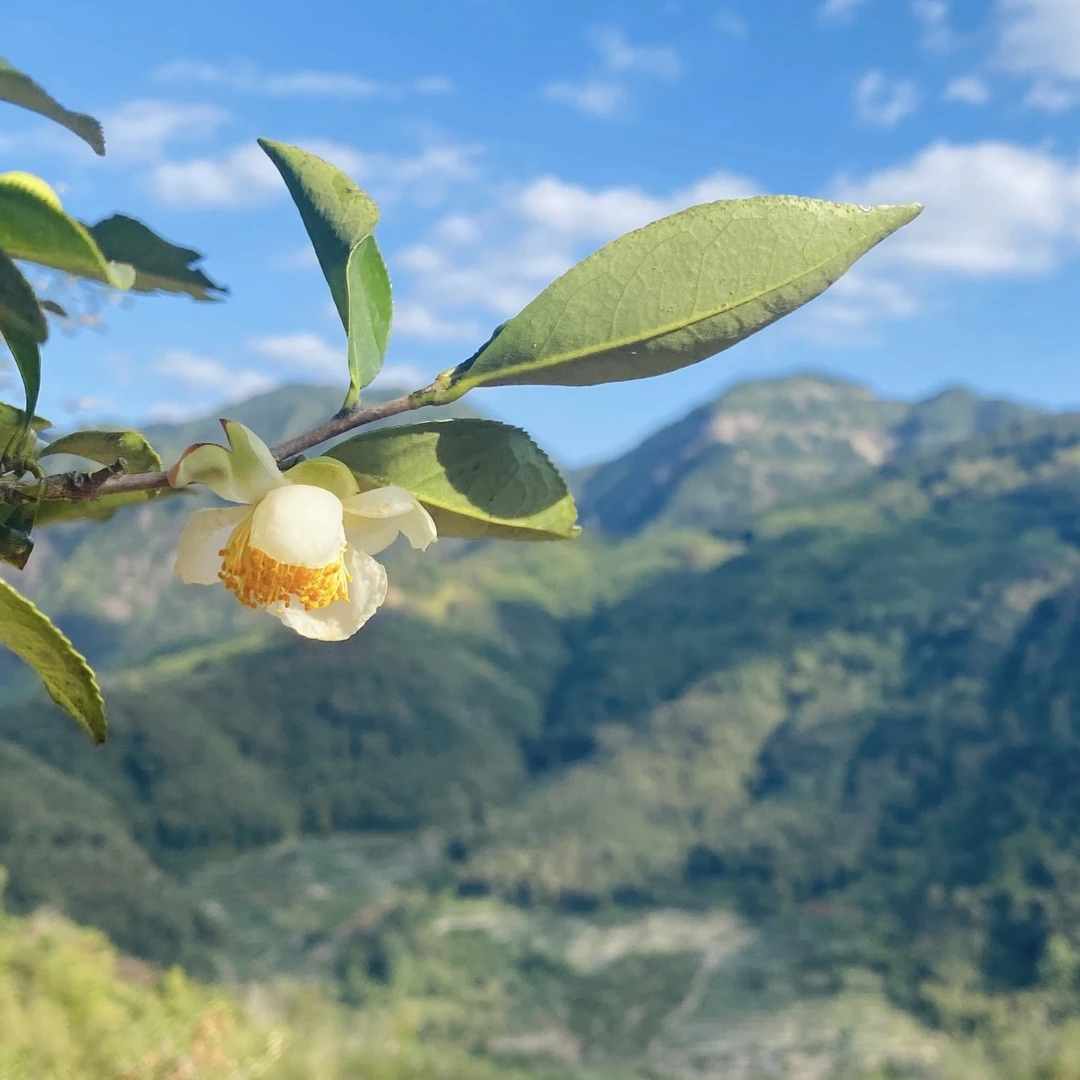 【2024年白露茶】管阳高山白茶木质香枣药香