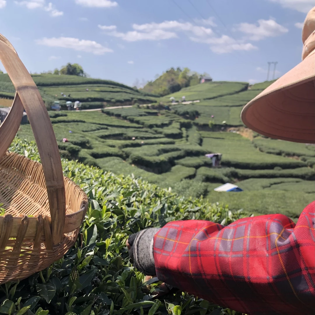 【2016年群体种小菜茶贡眉】福鼎管阳高山白茶一级贡眉野花香